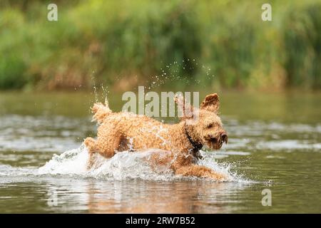 Dogs playing in river Stock Photo