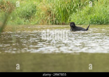 Dogs playing in river Stock Photo