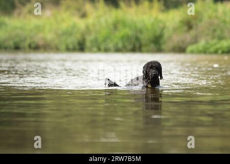 Dogs playing in river Stock Photo