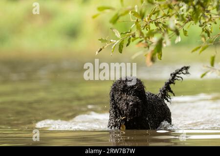 Dogs playing in river Stock Photo