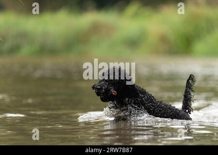 Dogs playing in river Stock Photo
