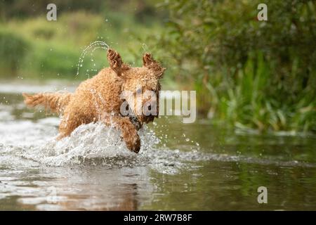 Dogs playing in river Stock Photo