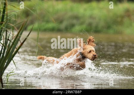 Dogs playing in river Stock Photo