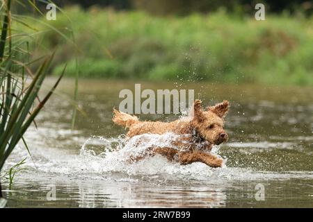 Dogs playing in river Stock Photo