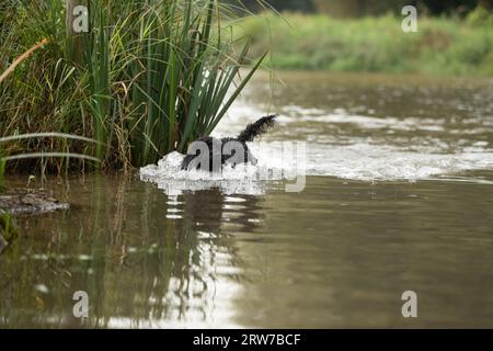 Dogs playing in river Stock Photo