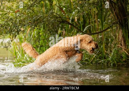 Dogs playing in river Stock Photo