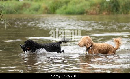 Dogs playing in river Stock Photo
