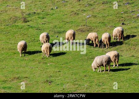 sheep grazing on the hill. sunny weather in autumn Stock Photo