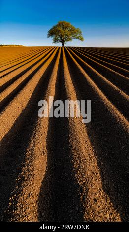 single tree in a ploughed potato field, Ireland Stock Photo