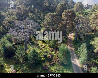 spiders web cover the ground in Glenfeshie, cairngorms national Park Scotland Stock Photo