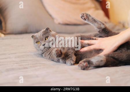 A woman's hand strokes a domestic cat. A British breed cat lies on the bed. A pet in caring hands, a cozy atmosphere. A beautiful gray cat is resting Stock Photo