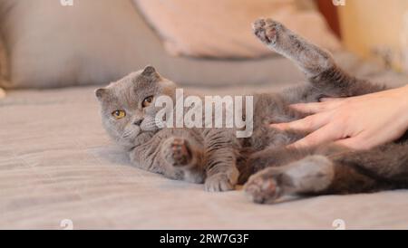 A woman's hand strokes a domestic cat. A British breed cat lies on the bed. A pet in caring hands, a cozy atmosphere. A beautiful gray cat is resting Stock Photo