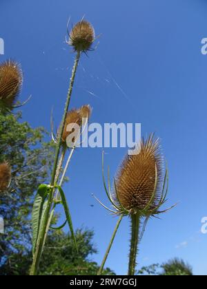 Stately and ornamental Teasel against a crisp blue sky in summer sunshine Stock Photo