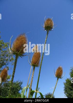 Stately and ornamental Teasel against a crisp blue sky in summer sunshine Stock Photo