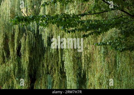 summer background: thick green willow leaves Stock Photo