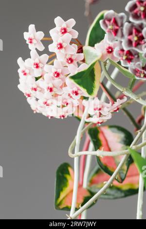 Hoya Carnosa Tricolor Potted Plant in Bloom. Hoya Krimson Queen Pink Flowers. Porcelain Flower or Wax Houseplant Inflorescences. Stock Photo