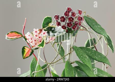 Hoya Carnosa and Hoya Pubicalyx Potted Plant. Different Varieties of Hoya, Krimson Princess and Krimson Queen Species in Bloom. Porcelain flower or wa Stock Photo