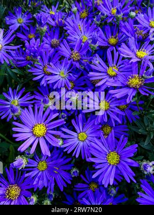 Natural close up flowering plant portrait of the truly stunning Aster Amellus ‘Veilchenkonigin’, in late summer Stock Photo