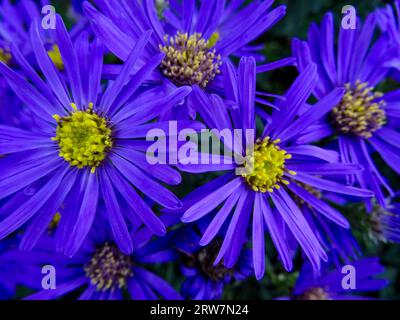 Natural close up flowering plant portrait of the truly stunning Aster Amellus ‘Veilchenkonigin’, in late summer Stock Photo