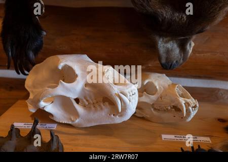 Specimens on display including the skulls of a Grizzly and black bear at Lolo Pass Visitor Center, Lolo Pass, Idaho. Stock Photo