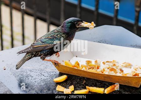 A Common Starling, Sturnus vulgaris, feeding on leftover food from tourists Stock Photo