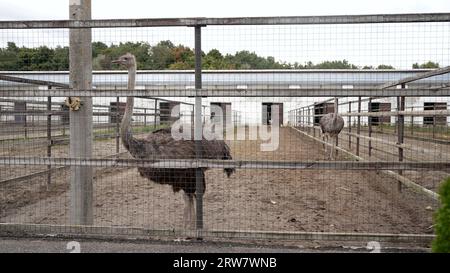 Ostrich farm in summer. A family of ostriches on a farm in the village. Ostriches in the pen. Stock Photo