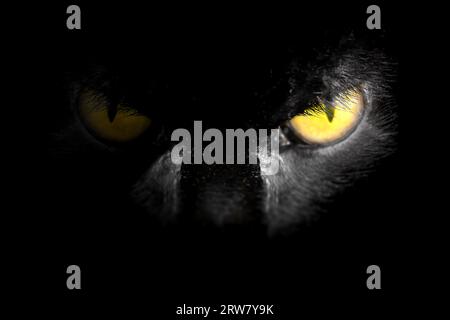 Piercing stare from an animal in the darkness with one eye in the light. Hunting animal face close up on black background Stock Photo
