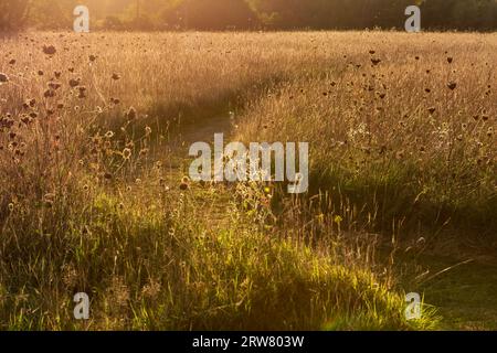 A footpath through a meadow in the Sussex countryside, with evening light Stock Photo