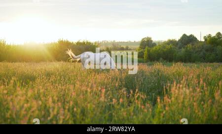 A white horse grazes in a meadow near the village. A white horse grazes on a summer meadow. Stock Photo