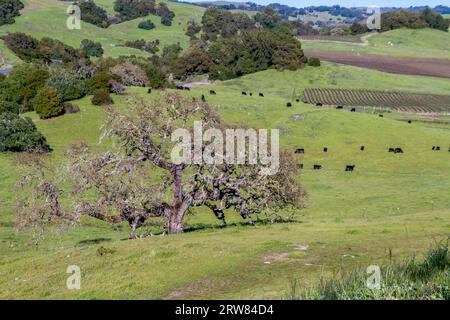 A large oak tree is at the bottom of the hill. There is green grass and black cows in the field around the oak tree. There is line of trees behind the Stock Photo