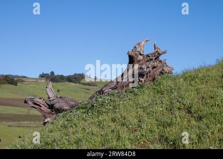 A large old dead oak trunk is lying on green grass on a hillside. There is blue sky behind it. Stock Photo