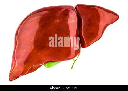 Human liver with gallbladder, 3D rendering isolated on white background Stock Photo