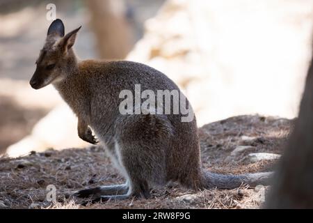 Kangaroo wallaby de Bennett, is sitting on fallen conifers in shade of tree Stock Photo