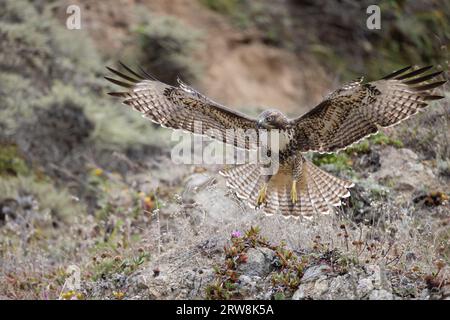 Red-tailed hawk (Buteo jamaicensis) flying and landing on a hillside with wings spread. Stock Photo