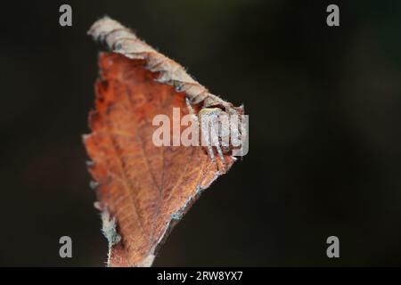 Spiders in the wild, North China Stock Photo