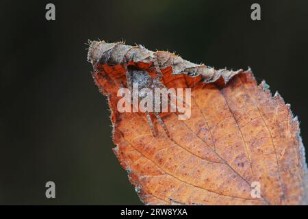 Spiders in the wild, North China Stock Photo