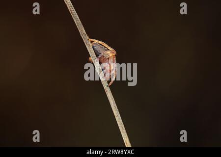 Spiders in the wild, North China Stock Photo