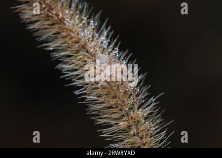 Spiders in the wild, North China Stock Photo