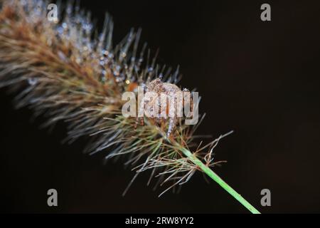 Spiders in the wild, North China Stock Photo