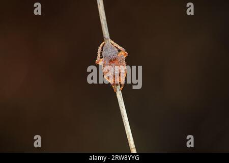 Spiders in the wild, North China Stock Photo