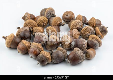 The northern red oak acorns isolated on white background. Quercus rubra fruits. Close up. Detail. Stock Photo
