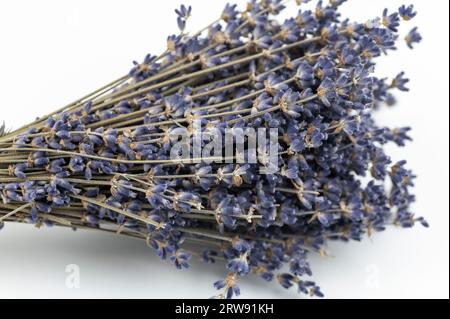 Bouquet of dried lavender (Lavandula) flowers isolated on white background. Stock Photo