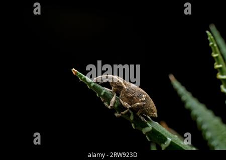 Weevil on wild plants, North China Stock Photo