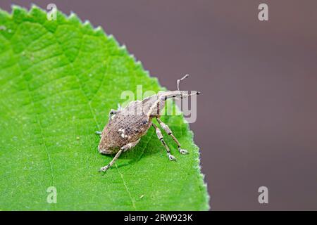 Weevil on wild plants, North China Stock Photo