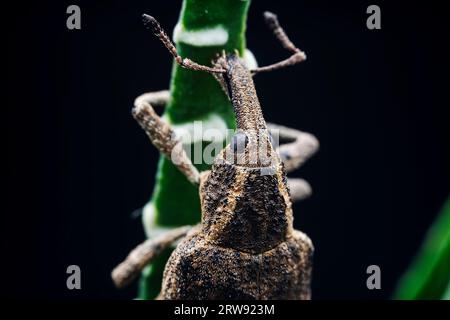 Weevil on wild plants, North China Stock Photo