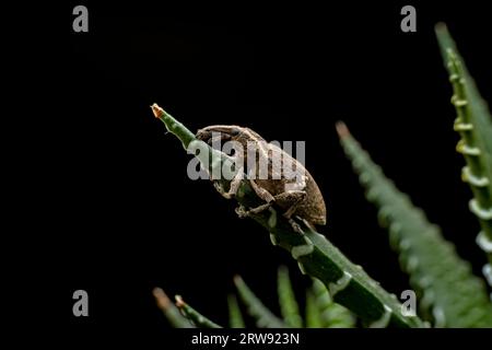 Weevil on wild plants, North China Stock Photo