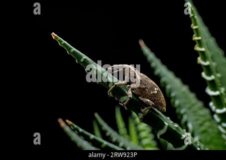 Weevil on wild plants, North China Stock Photo