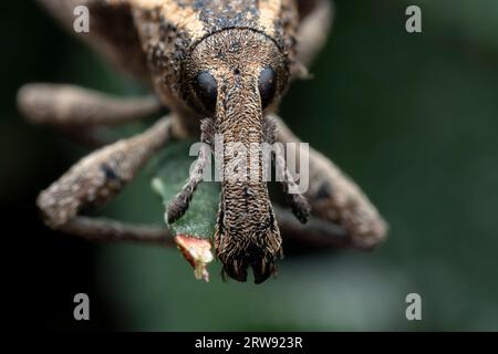 Weevil on wild plants, North China Stock Photo