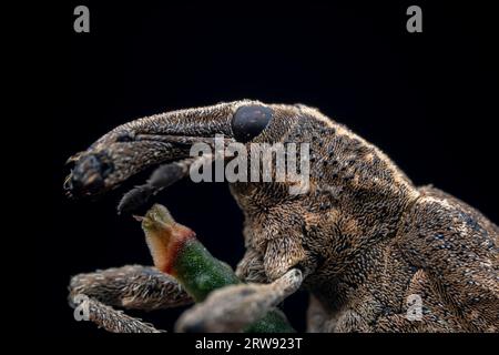 Weevil on wild plants, North China Stock Photo