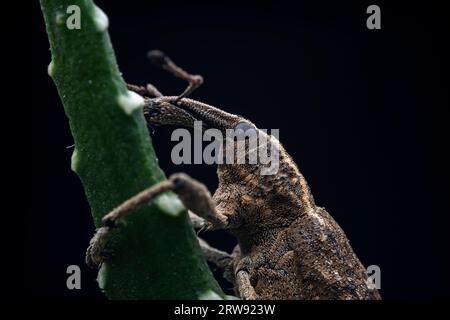 Weevil on wild plants, North China Stock Photo